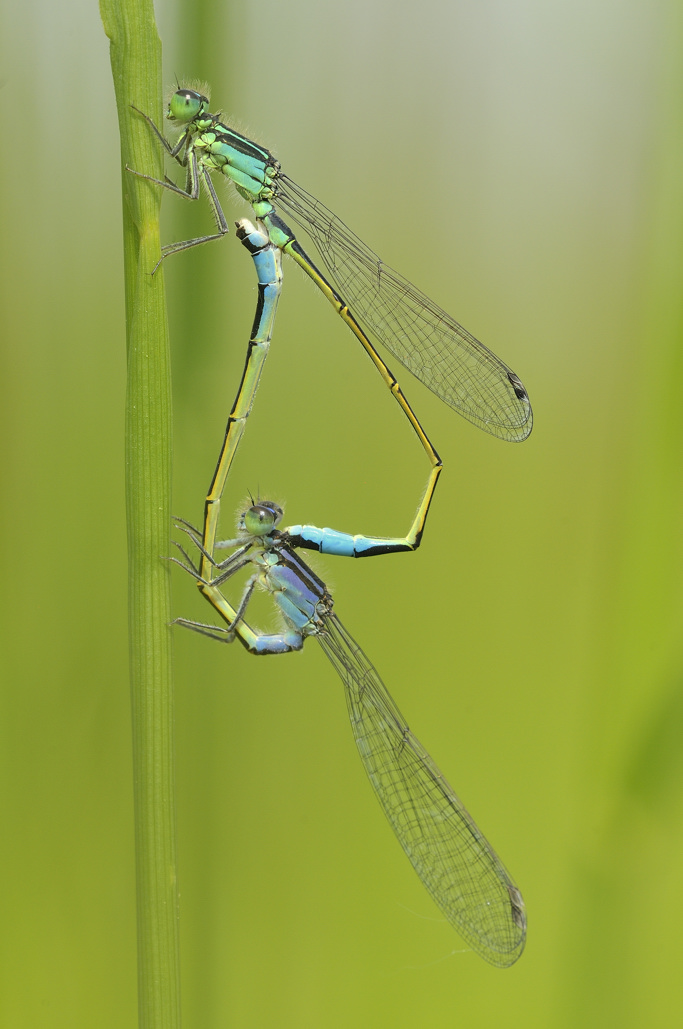 Accoppiamento di Ischnura elegans